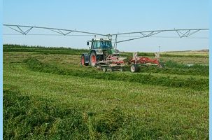 Pivot de alfalfa en Monegros