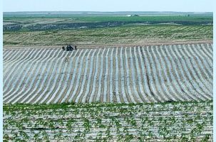 Cultivos hortícolas con acolchado plástico en Peñalba