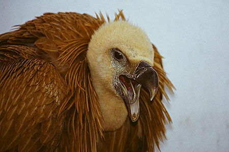 Lindo animalito