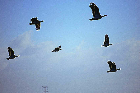 El vuelo de las avutardas