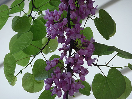 La primavera