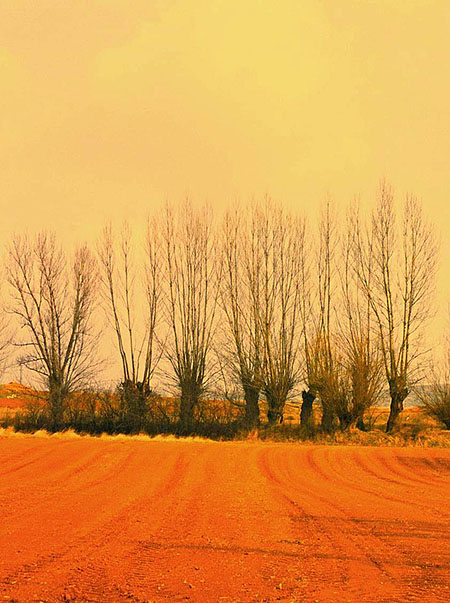 Populus del Páramo