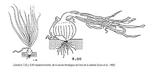 Estadíos fenológicos 7 y 9 de la cebolla (Suso et al., 1992)
