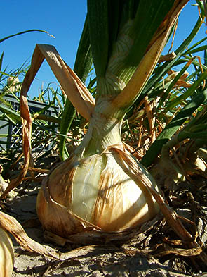 Cebolla de Fuentes de Ebro