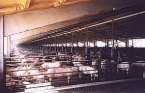 Cerdos de cebadero provenientes de inseminación artificial