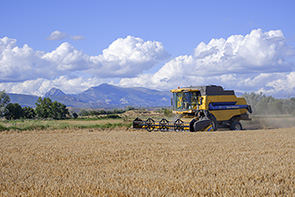 Cosechadora en campo de cereal
