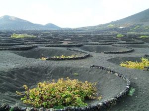 Viña con los típicos hoyos cónicos de La Geira