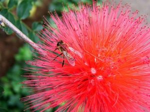 Abeja en una borla roja brasileña