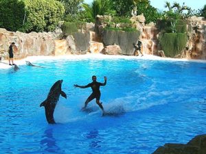 Show de delfines en el Loro Parque