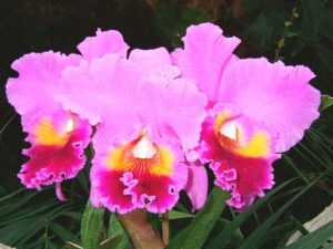 Orquídeas