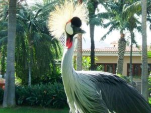 Grulla coronada