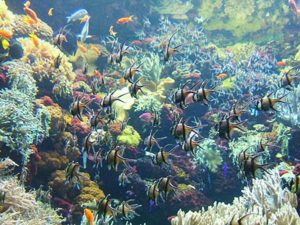 Acuario del Loro Parque