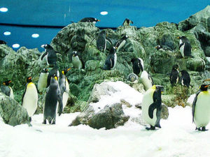 Pingüinario