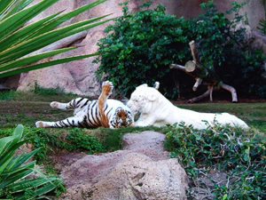 Tigres bengalíes jugando