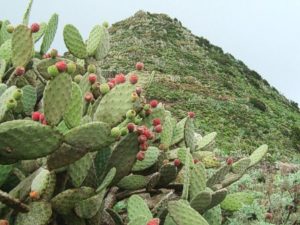 Mirador de Baracán (Norte)