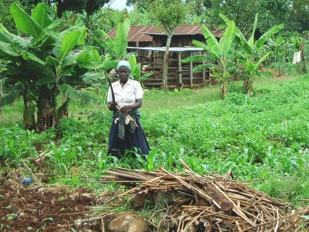 Escarda manual con un machete en un campo de maíz