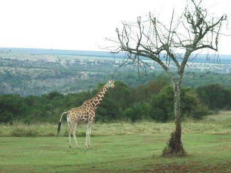 La primera jirafa (y dentro de un campo de golf)