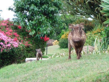 Los pumbas (jabalíes) campan a su aire por el recinto del hotel