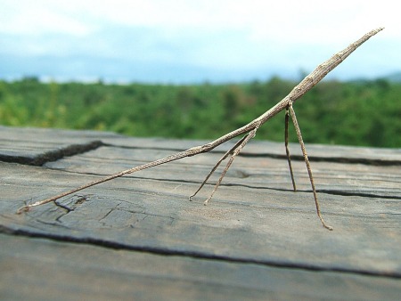 Insecto palo mimetizado con el ambiente
