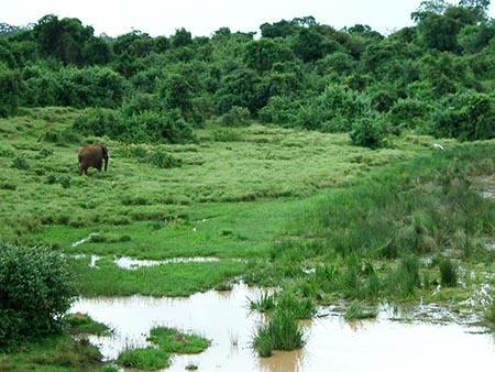 Un elefante se adentra en la selva después de estar en la charca