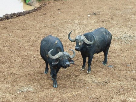 Búfalos con sus pájaros desparasitadores