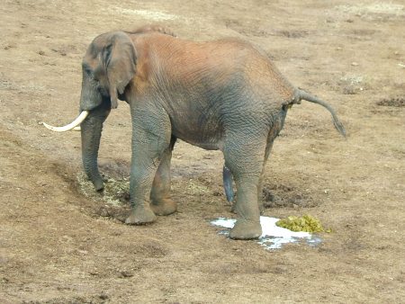 Elefante con "dos trompas"