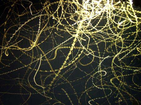 Cae la noche y los insectos revolotean en los focos