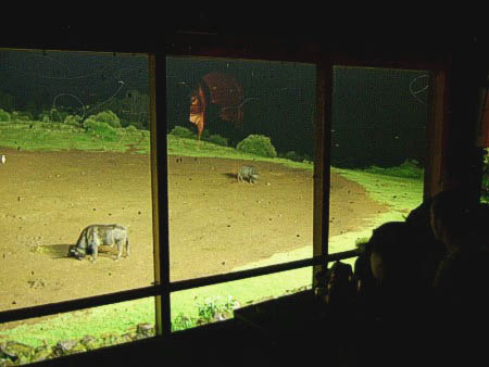 Terraza cubierta del bar, para ver a los animales que se acercan a la charca