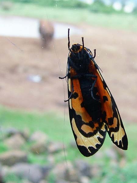 ¿Qué es más grande? ¿La mariposa o el elefante?