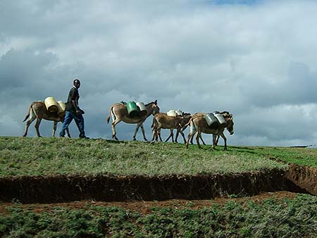 Aguador con sus mulas porteadoras