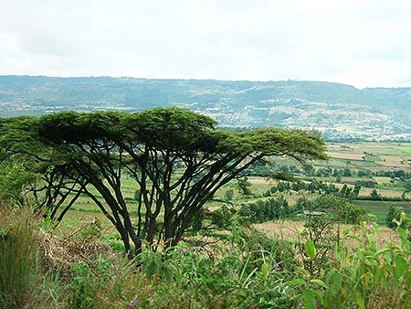 Acacia en el Valle del Rift
