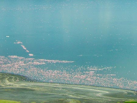 Miles de flamencos y pelícanos dan color al lago Nakuru