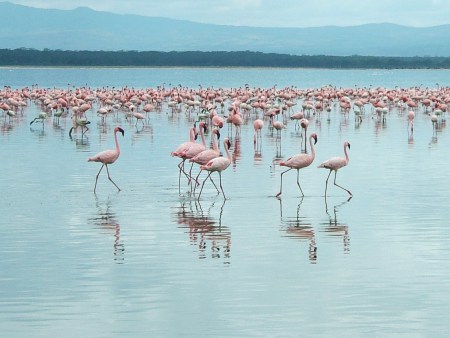Grupo de flamencos en las aguas superficiales del Lago Nakuru