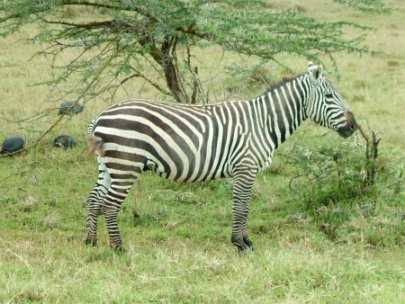 Cebra y gallinas guineanas