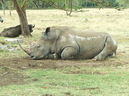 Un rinoceronte y un ñu a la sombra de una acacia
