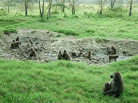 Colonia de babuinos en plena sesión de desparasitación