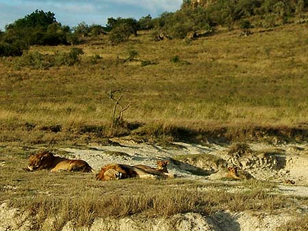 Nuestros primeros leones africanos en el Parque del Lago Nakuru