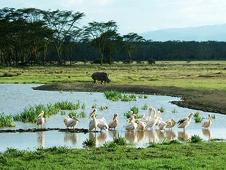 Pelícanos y rinoceronte