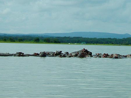 Grupo de hipopótamos dándose un baño en el lago Naivasha