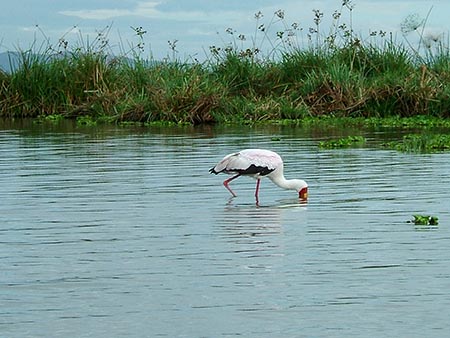 Cigüeña de pico amarillo