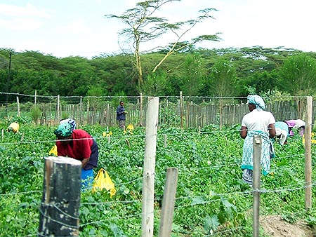 Recolección de judías en Kenia