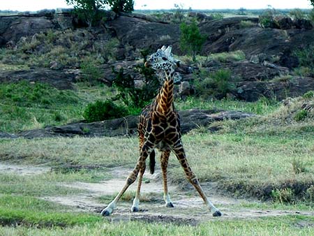 Una jirafa se abre de patas para poder comer del suelo