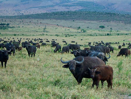 Manada de búfalos en Masai Mara