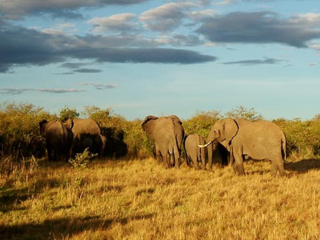 Elefantes en su paseo matinal por la sabana