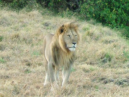 El león, en rey de la selva