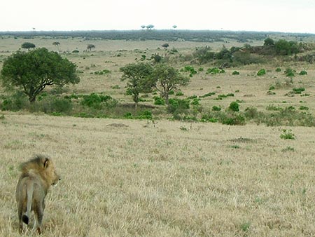 León adentrándose en la sabana del Masai Mara
