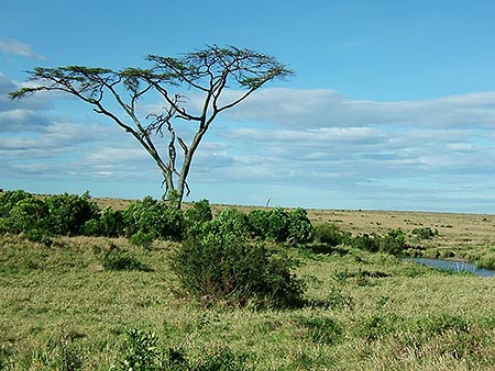 Paisaje de la sabana