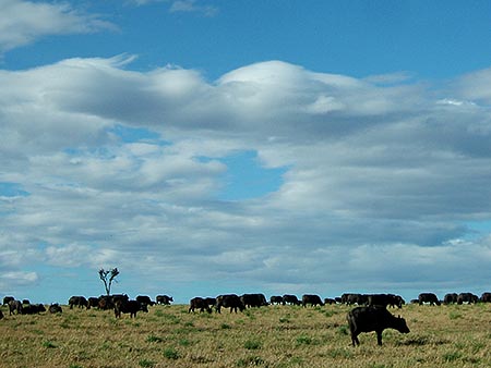 Cientos de búfalos pastando a sus anchas