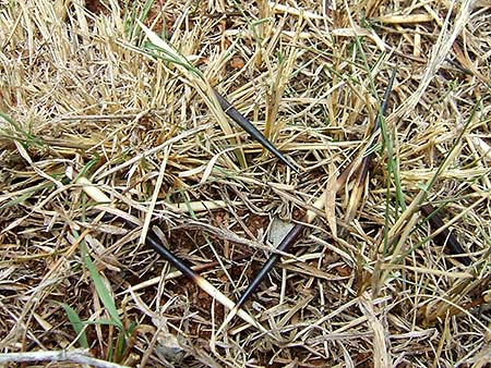 Púas de puercoespín