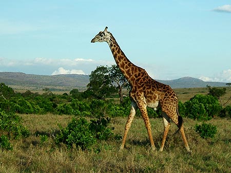 Jirafa en el Masai Mara